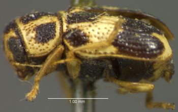 Media type: image;   Entomology 8407 Aspect: habitus lateral view